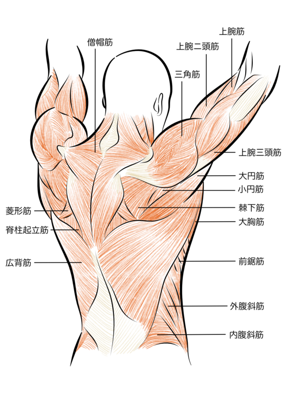 懸垂で鍛えられる部位は主に広背筋と大円筋